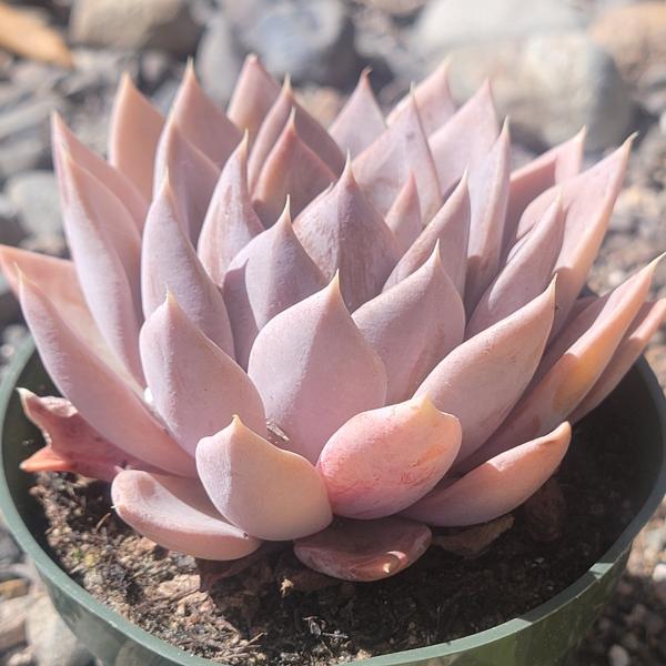 Echeveria 'Silver Queen' picture