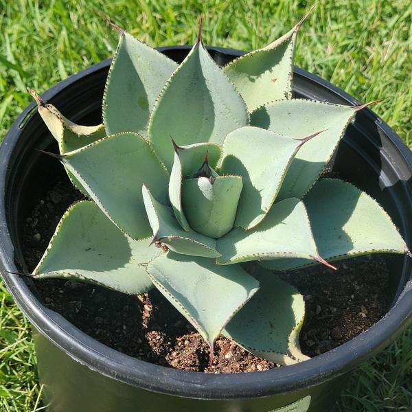 Agave pygmaea 'Dragon Toes' picture