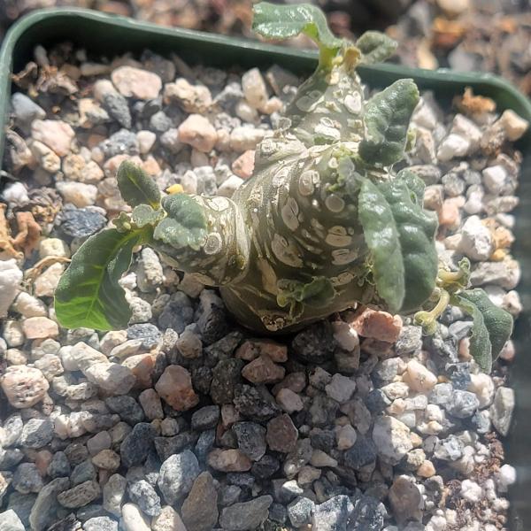 Dorstenia aff foetida 'Grendelion'