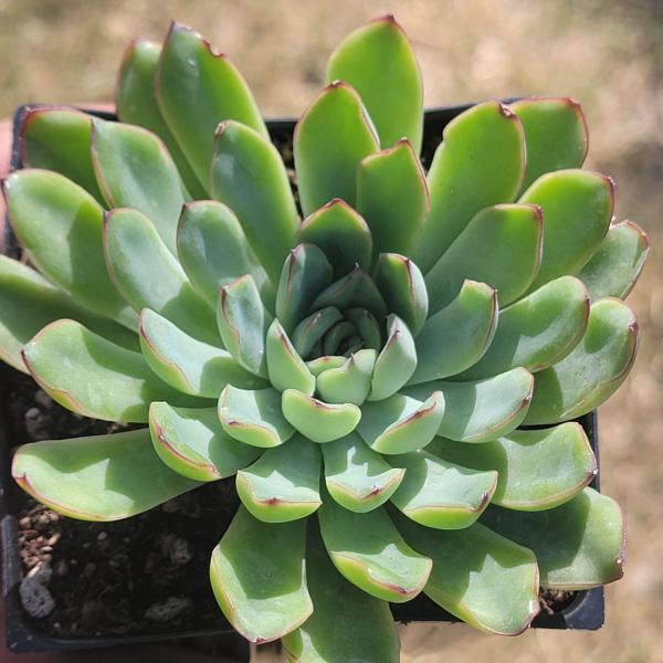 Echeveria 'Pelusida'