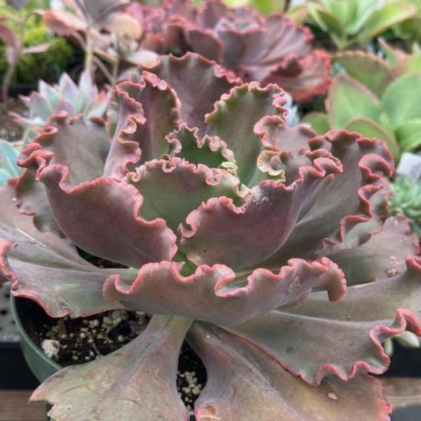 Echeveria gibbiflora hybrid picture