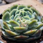 Echeveria 'Japanese Snowball'