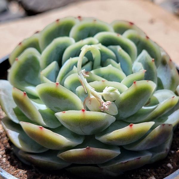 Echeveria 'Japanese Snowball' picture