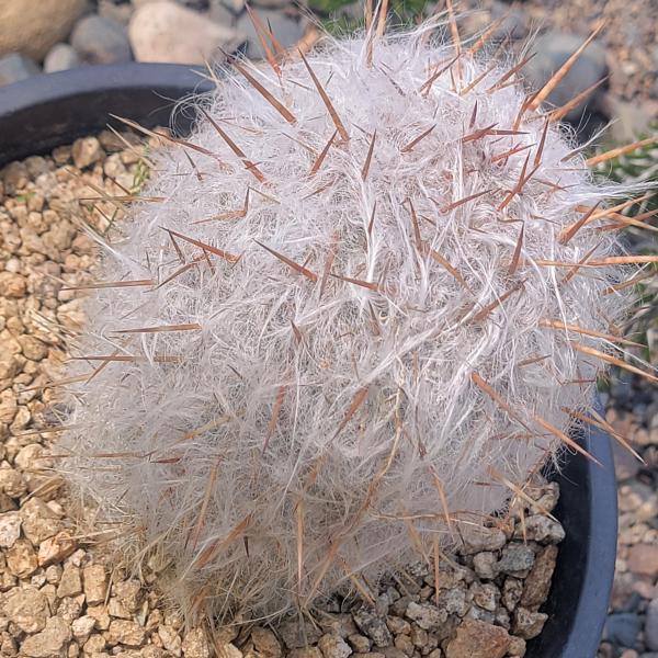 Oreocereus celsianus 'Old Man of the Andes Cactus' picture