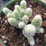 Mammillaria gracilis fragilis 'Thimble cactus'