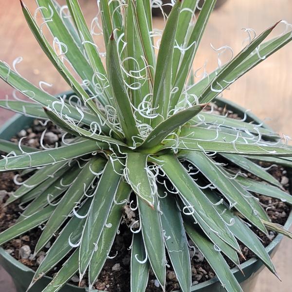 Agave Leopoldii picture