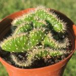 Opuntia cylindrica cristata 'Emerald Aisle'