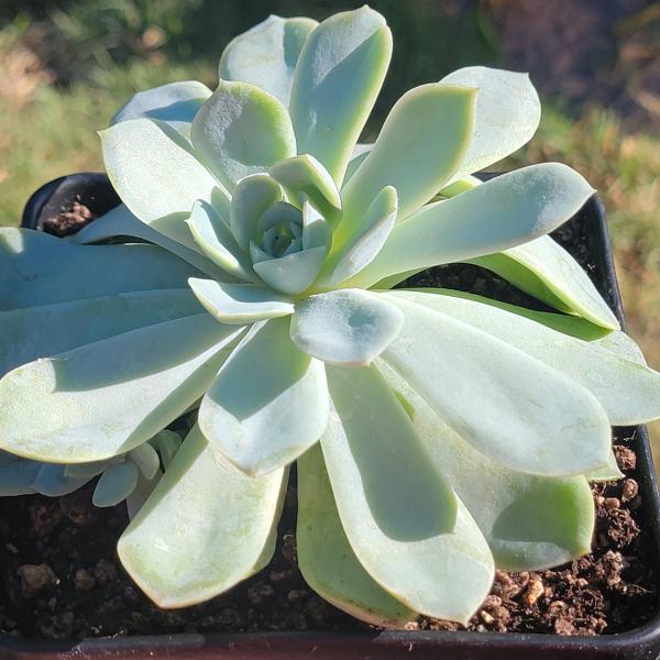 Echeveria Elegans 'Mexican Snowball' picture