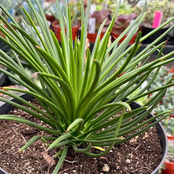 Agave Geminiflora picture