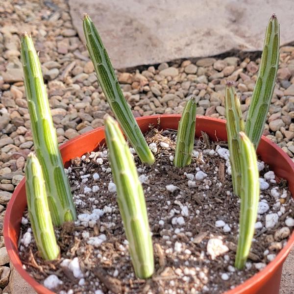 Kleinia stapeliiformis 'Pickle Plant' picture