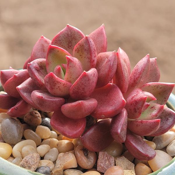 Echeveria 'Sapote' picture