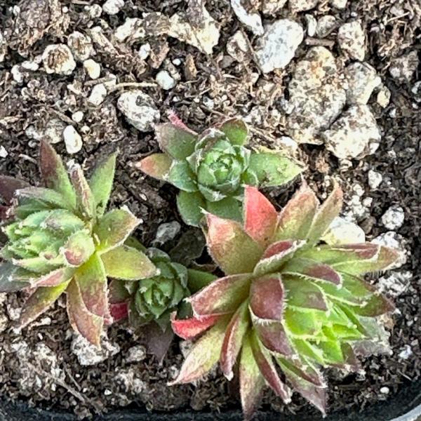 Sempervivum 'Sea Foam' picture