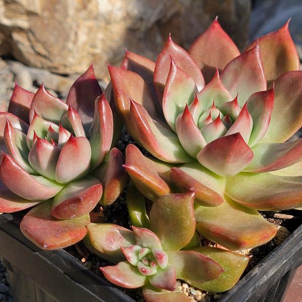 Echeveria agavoides 'Armstrong' picture