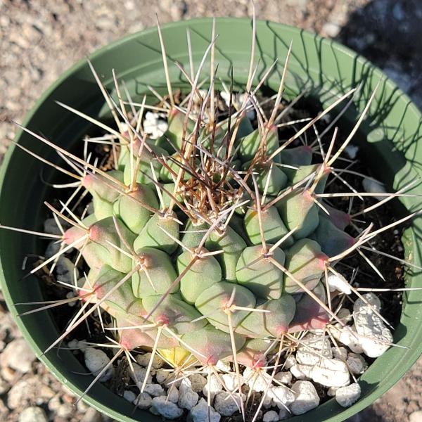 Thelocactus Rinconensis