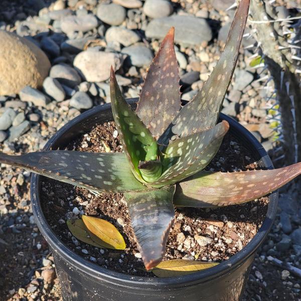 Aloe maculata 'Soap Aloe' picture