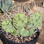 Opuntia sulphurea