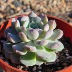 Echeveria 'Star Mark'