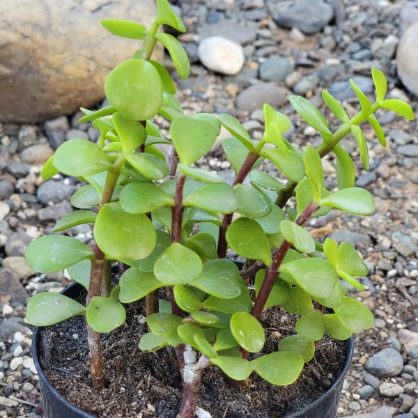 Portulacaria Afra 'Elephant Bush' picture