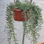 Senecio radicans 'Fish Hooks'