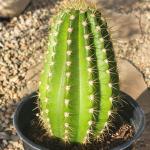 Trichocereus spachianus