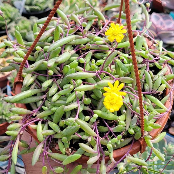 Othonna capensis 'Ruby Necklace'