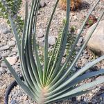 Aloe plicatilis