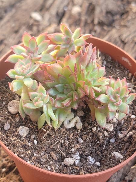 Echeveria Eke 'Red Diamond' picture