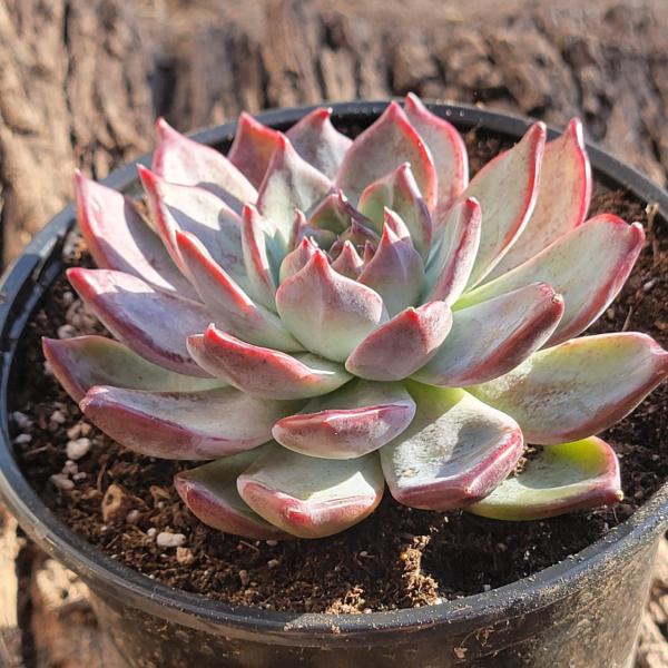 Echeveria 'Ratam' picture