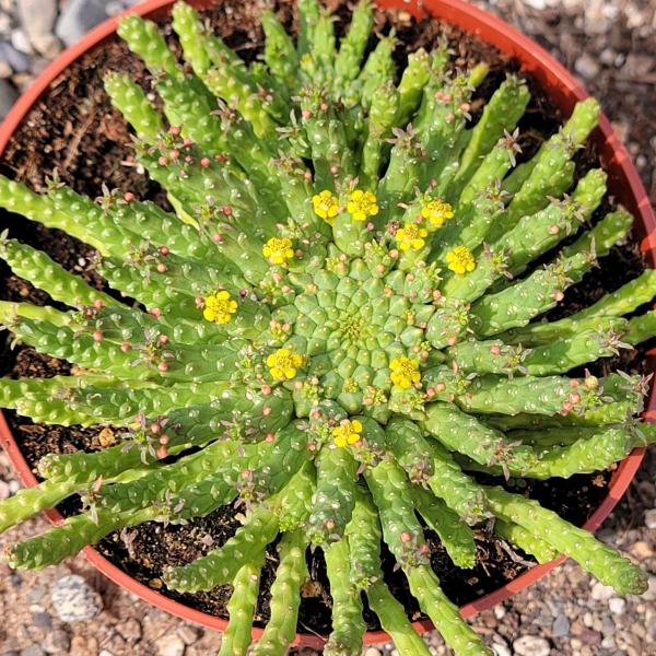 Euphorbia Flanaganii 'Medusa's Head' picture