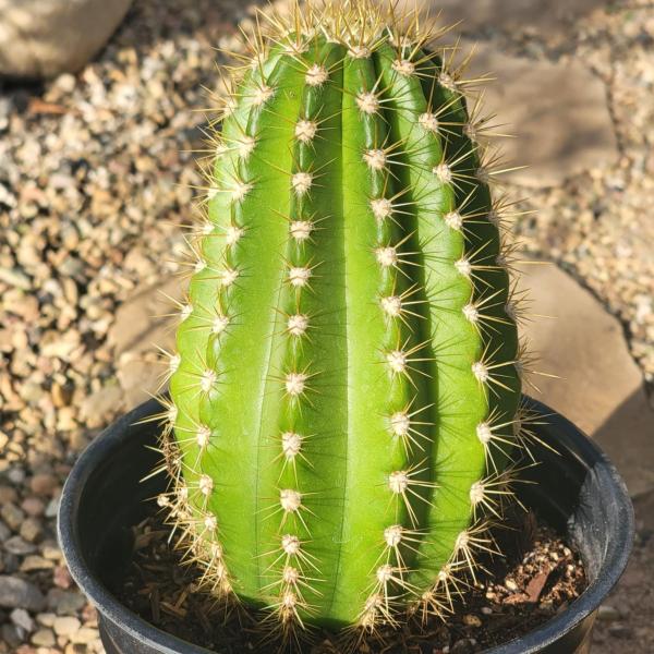 Trichocereus spachianus picture