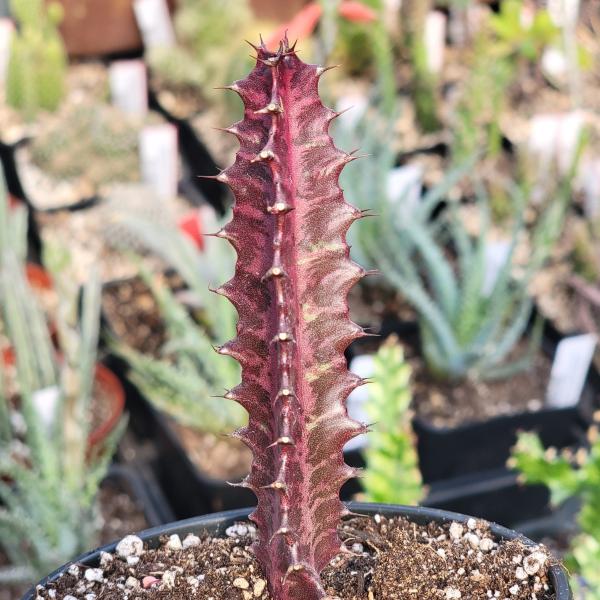 Euphorbia trigona picture