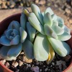 Echeveria cv 'Laulindsayana Monroe'