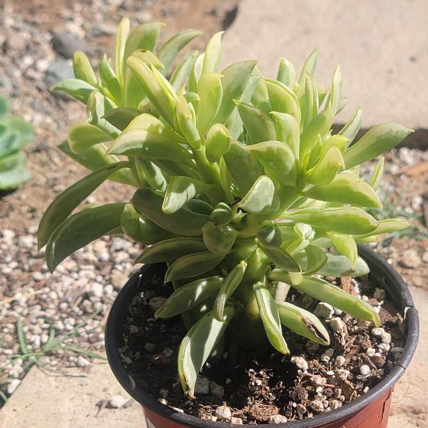 Peperomia dolabriformis 'Surfside' picture