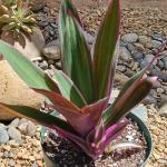 Tradescantia spathacea 'Moses in a Cradle'