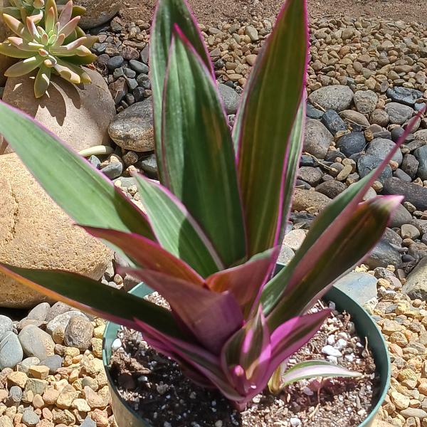 Tradescantia spathacea 'Moses in a Cradle' picture