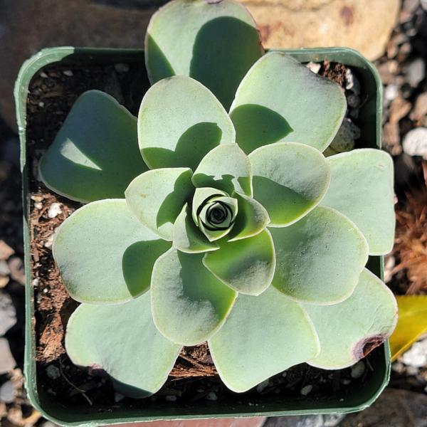 Echeveria Greenovia 'Pink El Hierro' picture