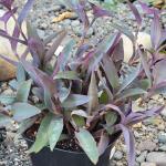 Tradescantia pallida 'Purpurea' Wandering Jew