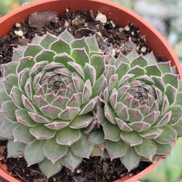 Sempervivum 'Titania' picture