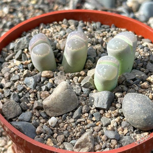 Lithops olivacea