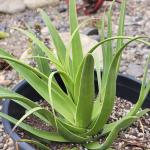 Agave bracteosa 'Squid Agave'