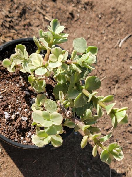 Portulacaria Afra 'Elephant Bush' picture