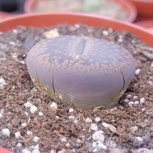 Lithops 'Stone Faces' picture