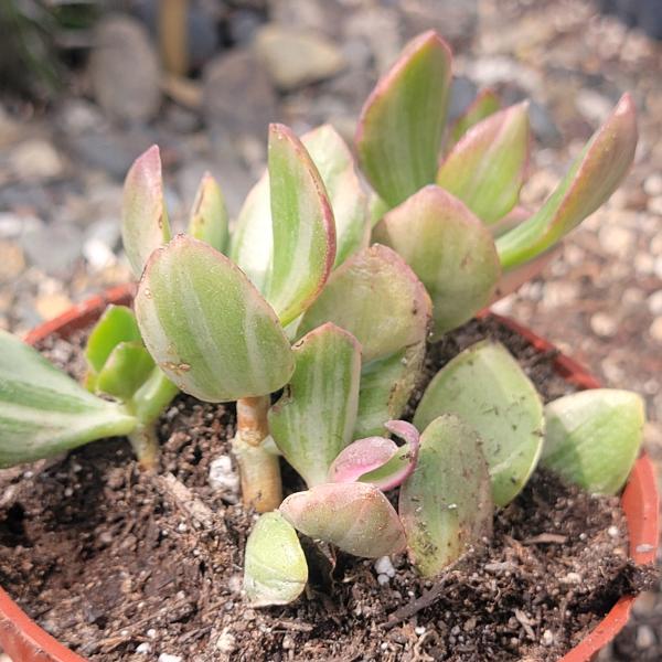 Crassula ovata 'Tricolor' Jade Plant Var. picture