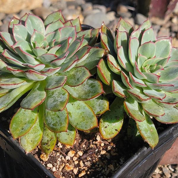 Echeveria 'Pulidonis' Cluster