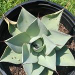 Agave pygmaea 'Dragon Toes'