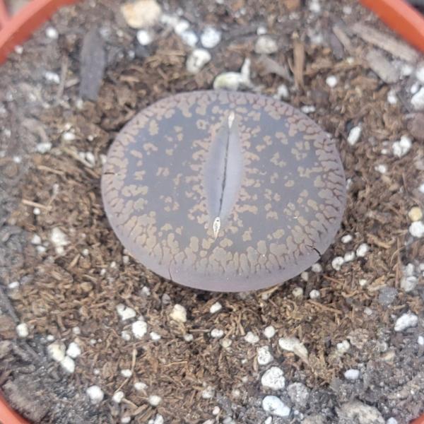 Lithops 'Stone Faces' picture