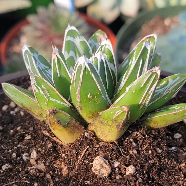 Agave victoriae-reginae 'Queen Victoria' picture