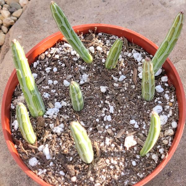 Kleinia stapeliiformis 'Pickle Plant' picture