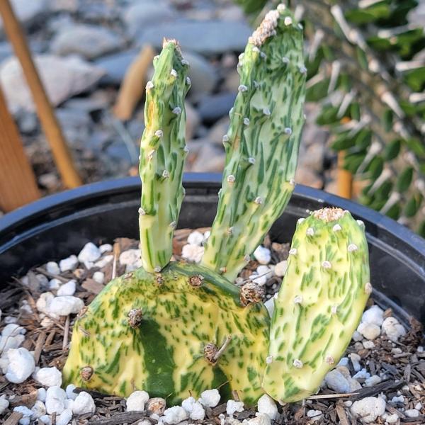 Opuntia cochenillifera 'Sunburst' picture