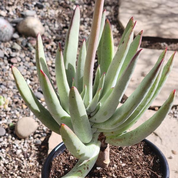 Cotyledon orbiculata var. oblonga